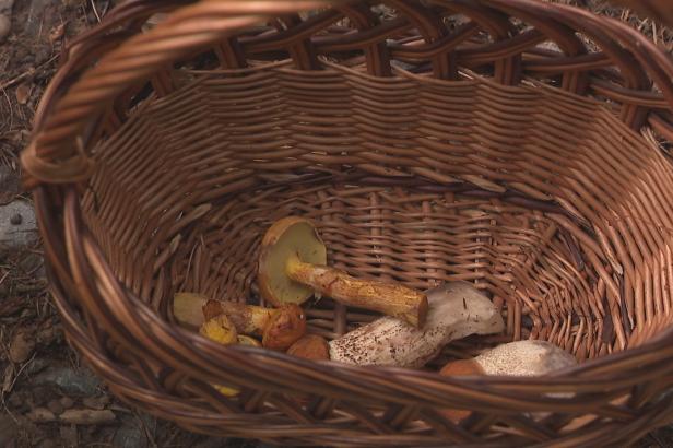 Po deštích vyrašily houby, podle mykologů je ale půda stále suchá Po deštích vyrašily houby, podle mykologů je ale půda stále suchá