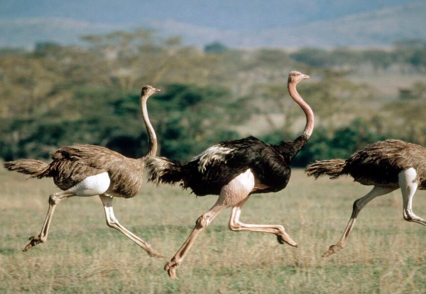 Pštrosí sociální síť NOSTR: kryptograficky zajištěná a decentralizovaná Pštrosí sociální síť NOSTR: kryptograficky zajištěná a decentralizovaná