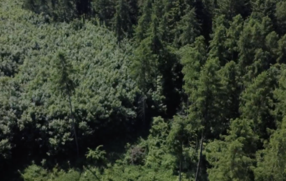 Lesy ČR mohou kvůli smlouvě na dodání dřeva tratit stamiliony, zjistili Reportéři ČT Lesy ČR mohou kvůli smlouvě na dodání dřeva tratit stamiliony, zjistili Reportéři ČT