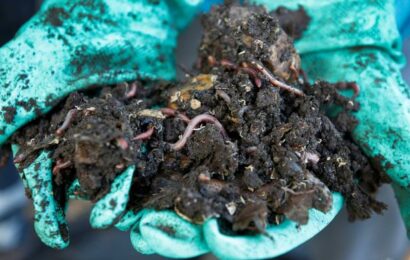 Žížaly přispívají k světové produkci potravin srovnatelnou mírou jako Rusko, tvrdí studie Žížaly přispívají k světové produkci potravin srovnatelnou mírou jako Rusko, tvrdí studie