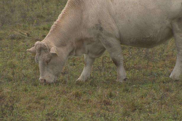 Neobvykle teplý podzim mate přírodu. Rostliny se ještě zelenají, krávy se pasou