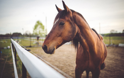 Nebezpečí při krmení koní