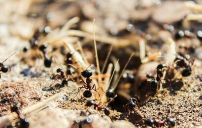 Mravenčí kolonií na Nurikabe Mravenčí kolonií na Nurikabe