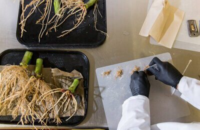 Průlomový výzkum zveřejněný v časopise Scientific Reports ukazuje, že geneticky upravené mikroby mohou zemědělcům poskytovat nový zdroj dusíku Průlomový výzkum zveřejněný v časopise Scientific Reports ukazuje, že geneticky upravené mikroby mohou zemědělcům poskytovat nový zdroj dusíku