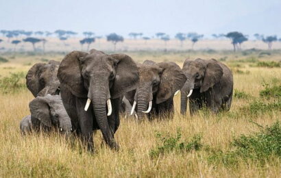 pgvector : vektorová databáze postavená na Postgresu