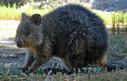 Ubuntu 25.10 má jméno, správce balíčků APT ve třetí generaci Ubuntu 25.10 má jméno, správce balíčků APT ve třetí generaci
