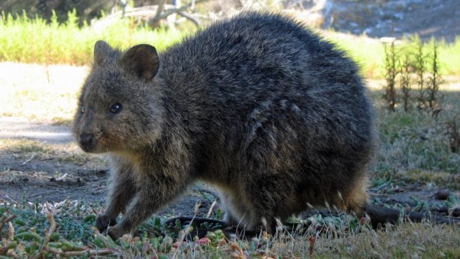 Ubuntu 25.10 má jméno, správce balíčků APT ve třetí generaci