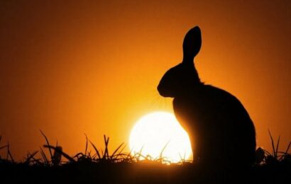 CodeRabbit: automatická analýza a recenze zdrojových kódů CodeRabbit: automatická analýza a recenze zdrojových kódů