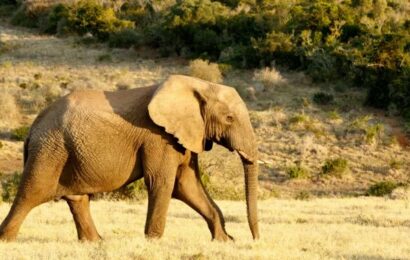 Rozšíření PostgreSQL jménem pgvector, embedding a sémantické vyhledávání (1. část) Rozšíření PostgreSQL jménem pgvector, embedding a sémantické vyhledávání (1. část)