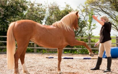 Staňte se garantem kvality v jezdectví: Předávejte své zkušenosti jako autorizovaná osoba