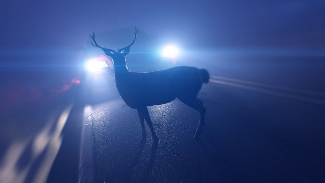 Mapy.com v reálném čase varují řidiče před střetem se zvěří. Pomáhají jim data z GPS obojků